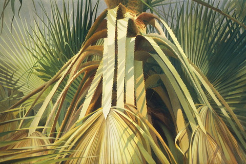 Palm Patterns #132