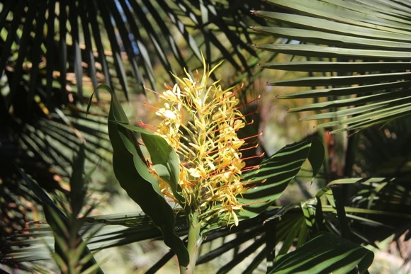 Ginger flower with palm 