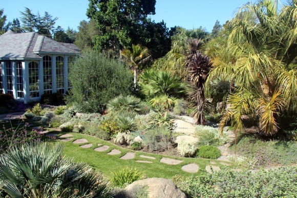 palm garden Edith Bergstrom: Showcasing the whole world (of palms) in her back yard